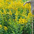 Solidago 'Citronella'