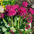 Primula denticulata 'Rubra'