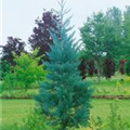 Sequoiadendron giganteum 'Glaucum'