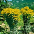 Solidago 'Golden Gate'