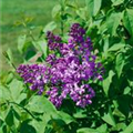 Syringa hyacinthiflora 'Lavender Lady'