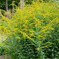 Solidago rugosa 'Fireworks'