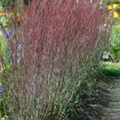 Schizachyrium scoparium 'Blue Heaven'®