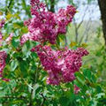 Syringa hyacinthiflora 'Maiden´s Blush'