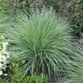 Schizachyrium scoparium 'Prairie Blues'