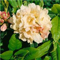 Rhododendron yakushimanum 'Golden Torch'