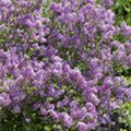 Syringa meyeri 'Lillifee'®(s)