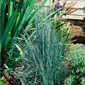 Schizachyrium scoparium 'Standing Ovation'