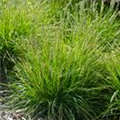 Sesleria autumnalis