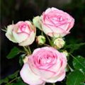 Rosa 'Eden Rose 85'®