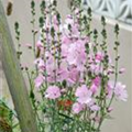 Sidalcea malviflora 'Rosaly'