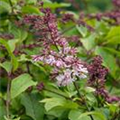 Syringa 'Sugar Plum Fairy'™