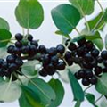 Rhamnus cathartica