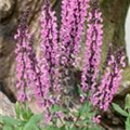 Salvia nemorosa 'Rose Queen'