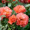 Rosa 'Westerland'®