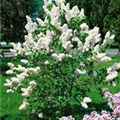 Syringa vulgaris 'Alba'