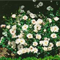 Rosa 'White Fairy'