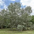 Populus alba