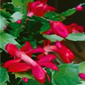 Schlumbergera bridgesii, rot