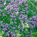 Syringa vulgaris 'Leonid Leonov'