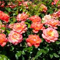 Rosa 'Fellowship'®