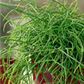 Rhipsalis baccifera 'Hatiore'