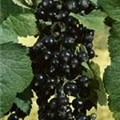 Ribes nigrum 'Silvergieters Schwarze'