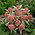 Skimmia japonica 'Magic Marlot'(s)