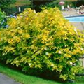 Sambucus canadensis 'Aurea'