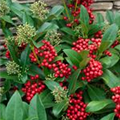 Skimmia japonica 'Sensation'