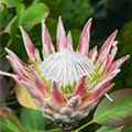 Protea cynaroides