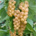 Ribes rubrum 'Ribest® Blanchette®'