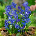 Scilla siberica