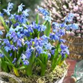 Scilla siberica 'Spring Beauty'