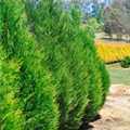 Thuja plicata 'Martin'