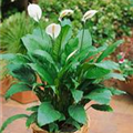 Spathiphyllum floribundum 'Alfa'