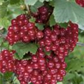 Ribes rubrum 'Ribest® Sonette®'