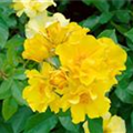 Rosa 'Golden Holstein'®