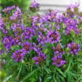 Prunella grandiflora 'Bella Blue'