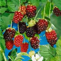 Rubus 'Boysenberry'