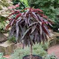 Prunus persica var. persica 'Crimson Bonfire'®