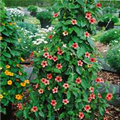 Thunbergia alata 'African Sunset'