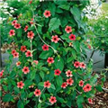 Thunbergia alata 'Blushing Susie'