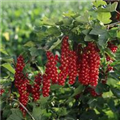 Ribes rubrum 'Rovada'