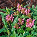 Prunella grandiflora 'Bella Rose'