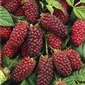 Rubus 'Buckingham Tayberry'®