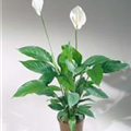 Spathiphyllum wallisii 'Bellini'