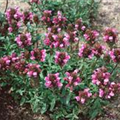 Prunella vulgaris