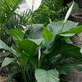 Spathiphyllum wallisii 'Sensation'