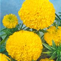 Tagetes erecta 'Goldstück'